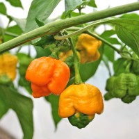 03d29d522e528edd1d3bc48faebf0acd.jpg 03d29d522e528edd1d3bc48faebf0acd.jpg