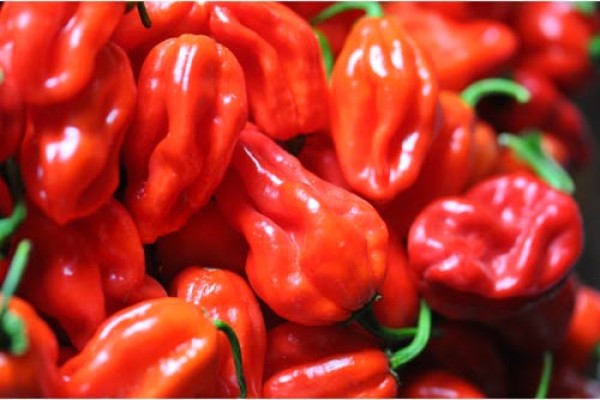 Fresh organic Habanero orange Chillies 500g