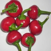 Sweet_Cherry_Chili_Samen_1.jpg Sweet_Cherry_Chili_Samen_1.jpg