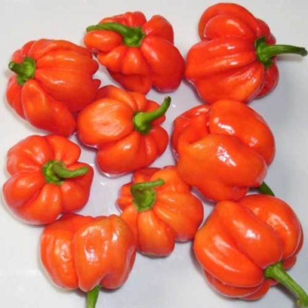 Vicentes_Sweet_Habanero_Chili_Samen_1.jpg