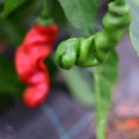 Penis_Pepper_Red_Peter_Pepper_Chili_Samen_1.jpg Penis_Pepper_Red_Peter_Pepper_Chili_Samen_1.jpg