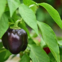 140356_01.jpg 140356_01.jpg