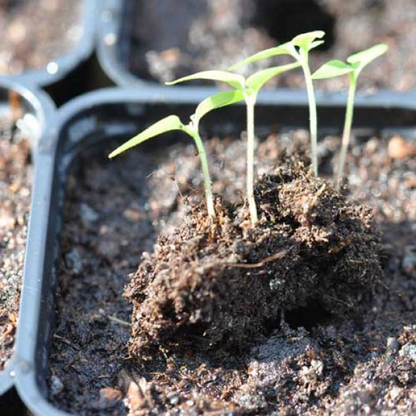 Transplanting chillies correctly