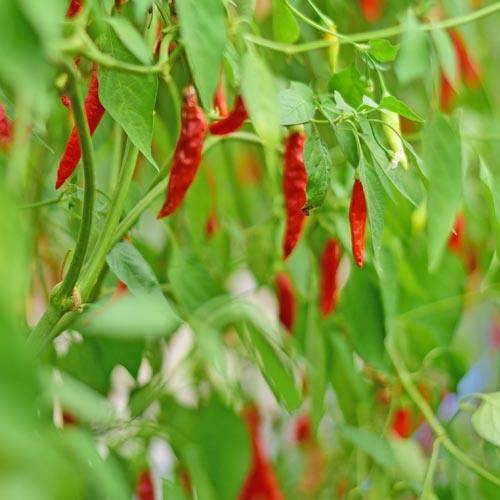 Order Birgit S Locoto Chili Seeds At Shop24 De 