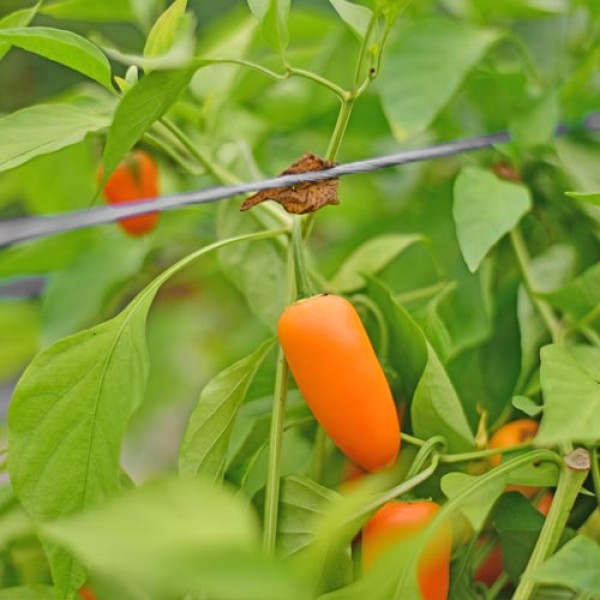 Organic Jalapeno Giant Chili Samen