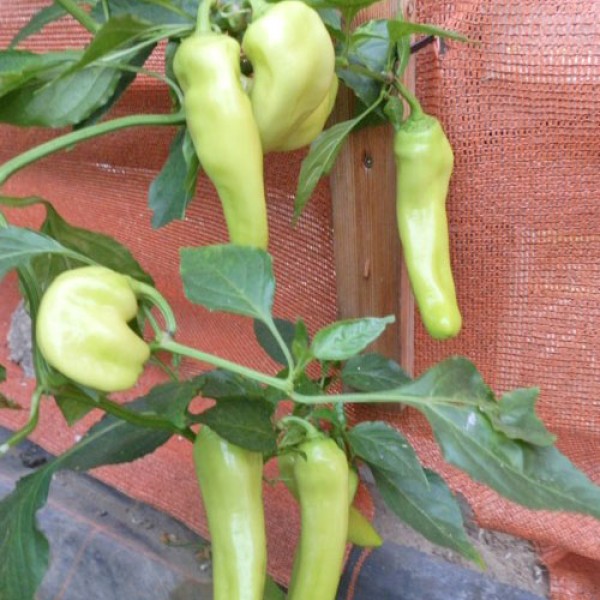 Hungarian Yellow Wax Sweet Chili Seeds