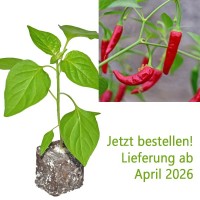 BIO_Apache_Chili-Pflanze_01.jpg BIO_Apache_Chili-Pflanze_01.jpg