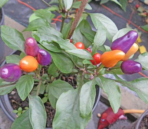 Aurora Piment Chili Hot Pepper Seeds Rare
