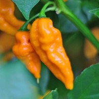 140363_01.jpg 140363_01.jpg