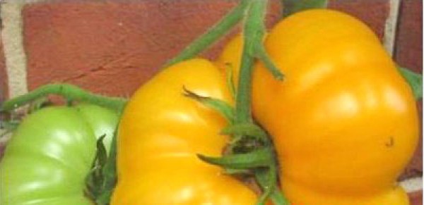 Brandywine Yellow Tomato Seeds