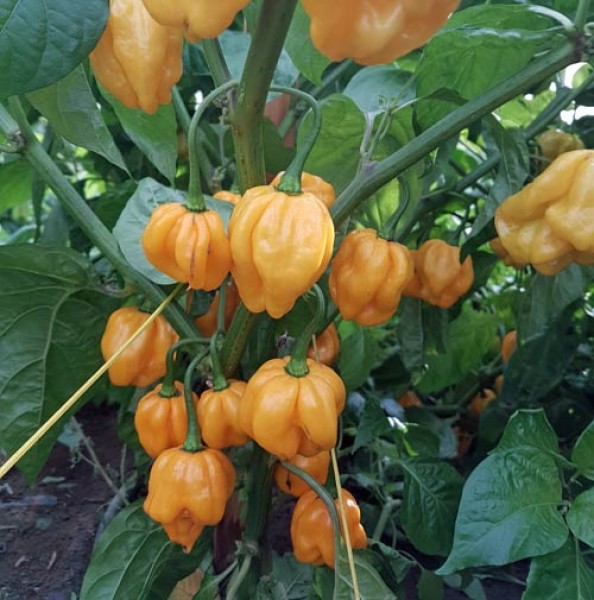 Organic Scotch Bonnet MOA Yellow Chili Seeds 1000 Stk.