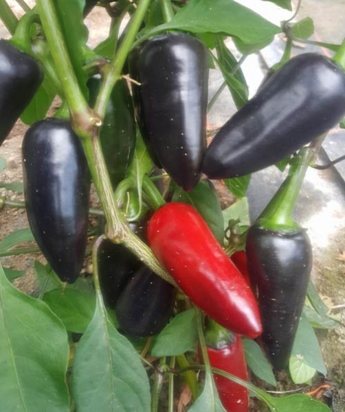 Organic Jalapeno Purple Chili Seeds 1000 Stk.