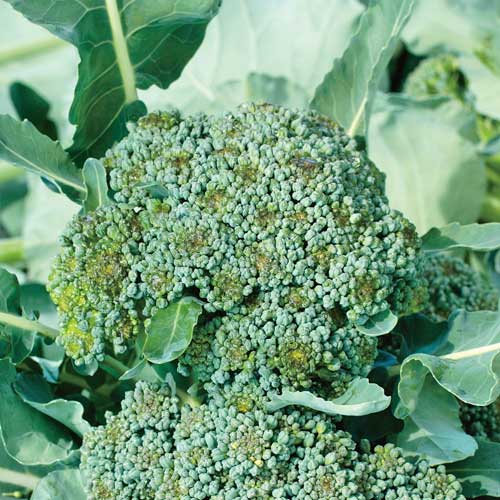 Broccoli de Cicco Seeds buy online at