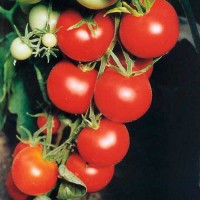 Tamina_Tomaten_Samen_1.jpg Tamina_Tomaten_Samen_1.jpg