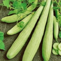 Schlangengurke_Armenian_Yard_Long_Samen_1.jpg Schlangengurke_Armenian_Yard_Long_Samen_1.jpg