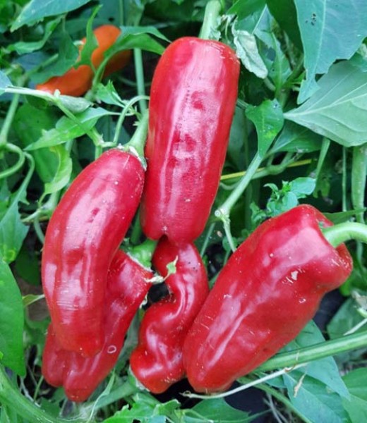 Stavros Chili Seeds