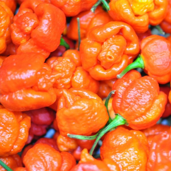 Fresh organic Trinidad Scorpion Moruga Red Chillies 100g