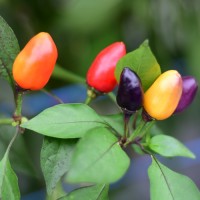 140263_02.jpg 140263_02.jpg