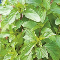 Pfefferminze_Samen_1.jpg Pfefferminze_Samen_1.jpg