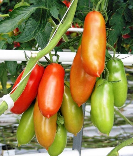 San_Marzano_Lungo_Tomaten_Samen_1.jpg