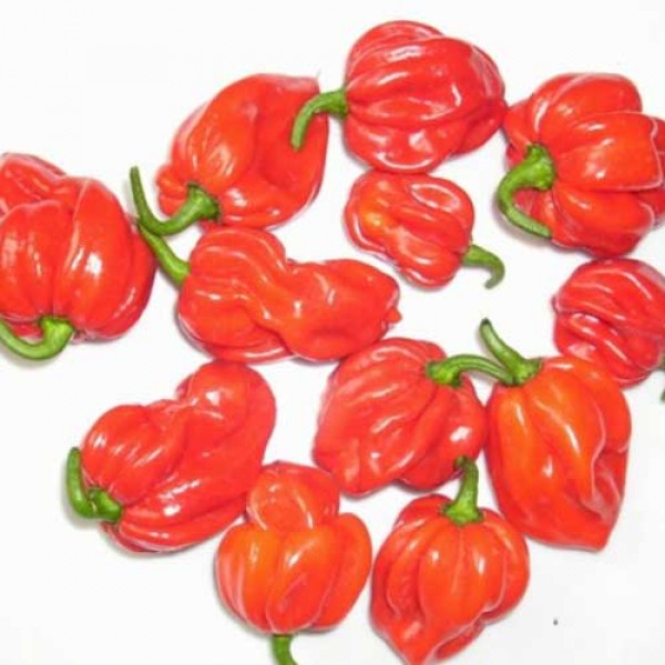 Scotch_Bonnet_Trinidad_Red_Chili_Samen_1.jpg