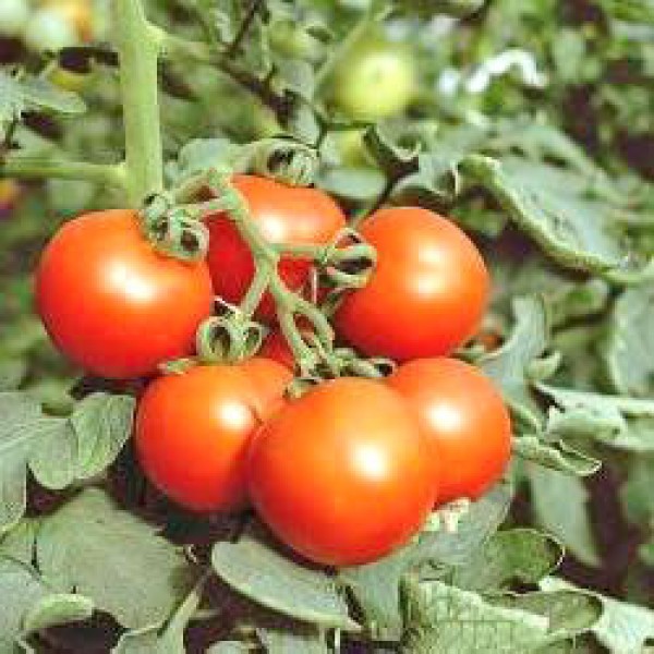 Amateur Tomato Seeds