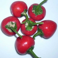 Cherry_Pick_Chili_Samen_1.jpg Cherry_Pick_Chili_Samen_1.jpg
