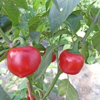 Organic Cherry Bomb / Cherry Pepper Chili Seeds Organic Cherry Bomb / Cherry Pepper Chili Seeds