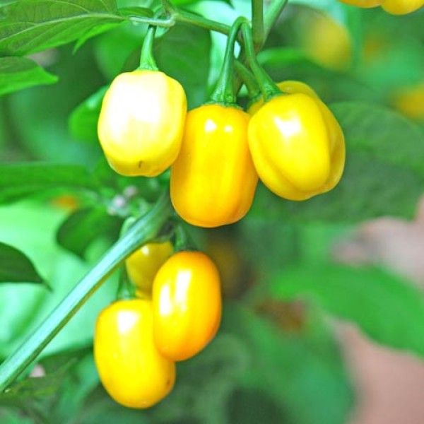 Bio Aji Dulce Chili Samen