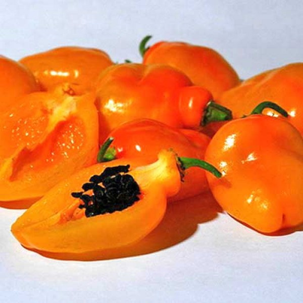 Mix De Rocoto (Manzano Chili) Seeds – 25 Seeds (5 Of Each Variety) – Free Shipping