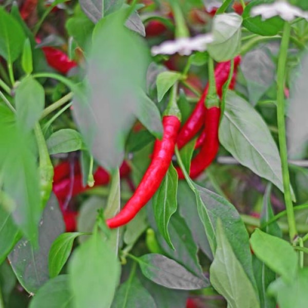 Organic Turuncu Spiral Chili Seeds 1000 Stk.