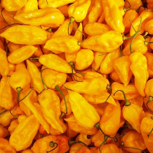 Bhut_Jolokia_Yellow_Chili_Samen_1.jpg