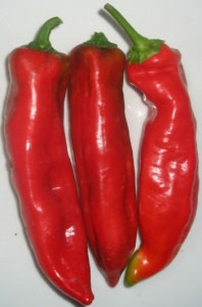 Nocera Rosso Chili Seeds