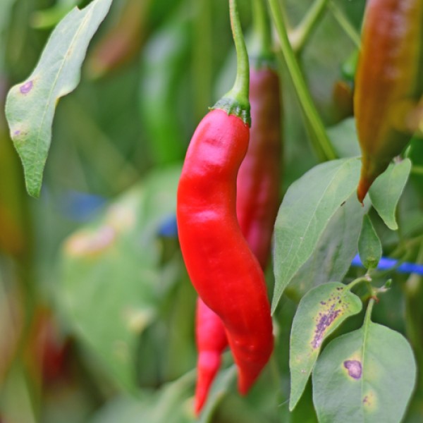 Organic Ring of Fire Chili Seeds