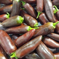 Jalapeno_Brown_Chili_Samen_1.jpg Jalapeno_Brown_Chili_Samen_1.jpg