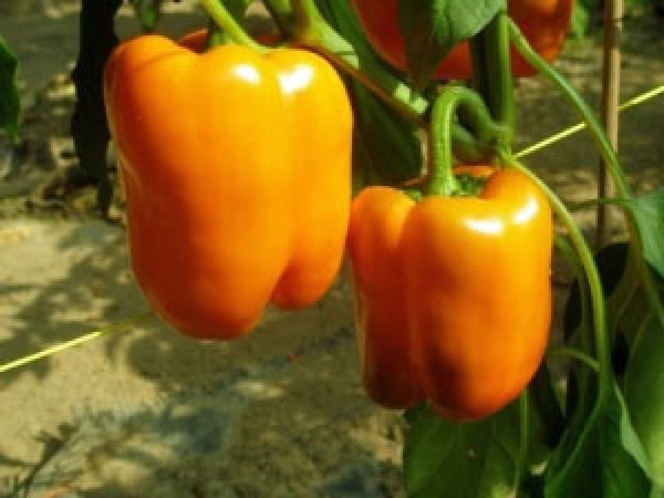 Orange Sun Chili Seeds