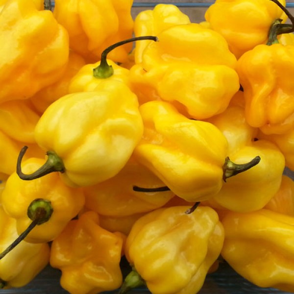 Habanero_Yellow_Chili_Samen_1.jpg