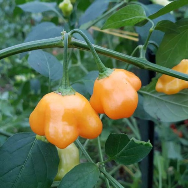 Dulce Sol Chilli Seeds