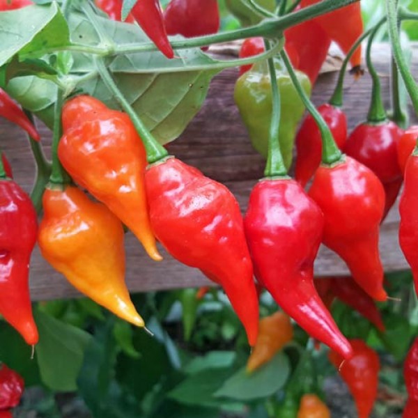 Habanero Hot Paper Lantern Chili Seeds