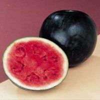 Wassermelone_Sugar_Baby_Samen_1.jpg Wassermelone_Sugar_Baby_Samen_1.jpg