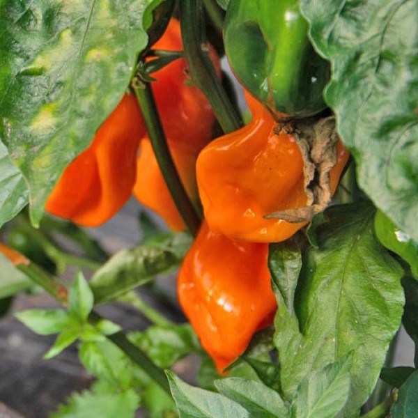 Habanero Adalberto Chili Seeds