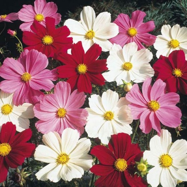 Schmuckkoerbchen_Cosmea_Dwarf_Mix_Samen_1.jpg