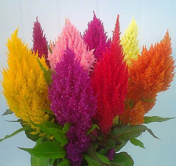 Brandschopf_Celosia_Samen_1.jpg