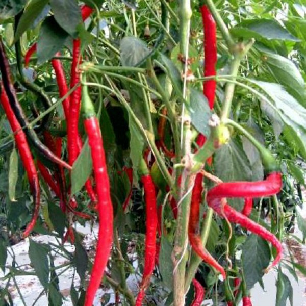 Cayenne_Long_Slim_Chili_Samen_1.jpg