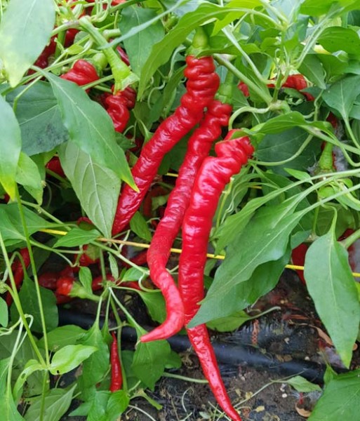 Pinocchios Nose Chili Seeds