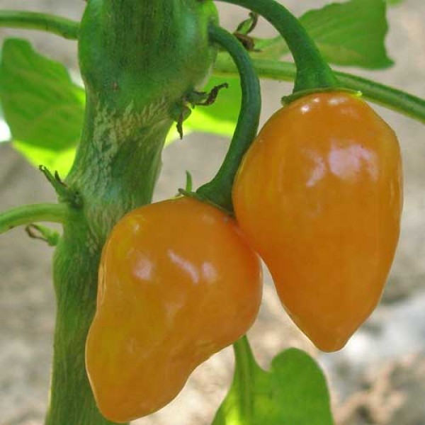 Habanero_Tonga_Orange_Chili_Samen_1.jpg