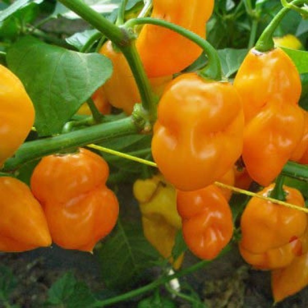 Habanero_Tenziha_Orange_Chili_Samen_1.jpg