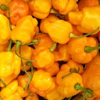 7_Pot_Brainstrain_Yellow_Chili_Samen_1.jpg 7_Pot_Brainstrain_Yellow_Chili_Samen_1.jpg