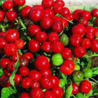 Ciliegia Piccante Chili Seeds Ciliegia Piccante Chili Seeds