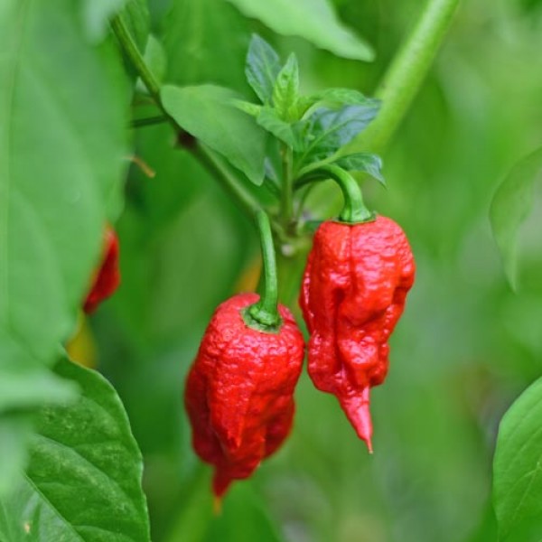 Organic Big Bang Chocolate Chilli Seeds